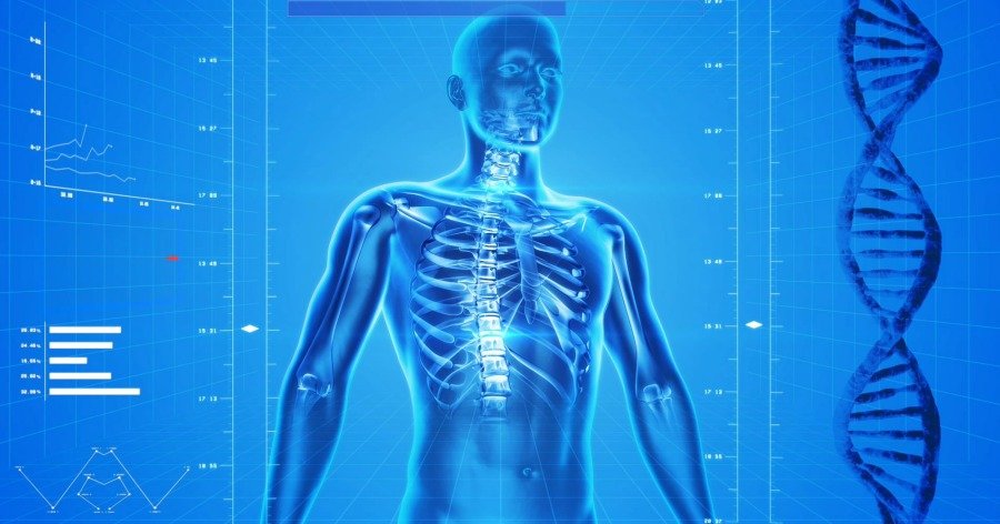 Anatomía; Historia, concepto y subdivisiones de la anatomía humana