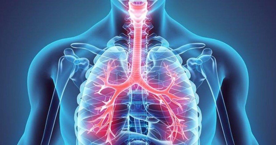 Pulmones: concepto, anatomía, estructura, funciones y sistema respiratorio