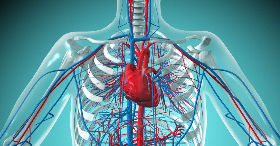 Sistema circulatorio, El aparato circulatorio​ o cardiovascular y el corazón