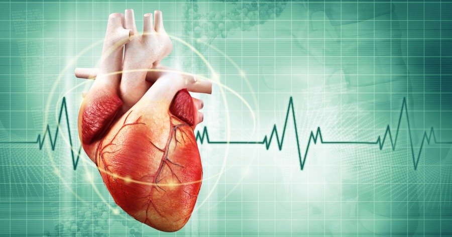 El corazón, Estructura y funciones, enfermedades del corazón y diagnostico