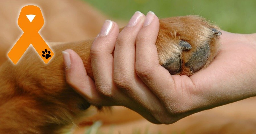 Protección y derechos de los animales