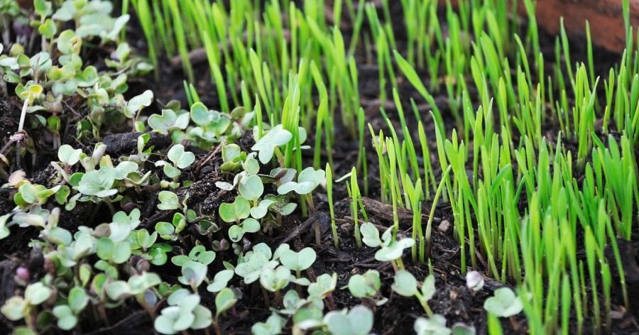 Verduras que puedes cultivar en maceta