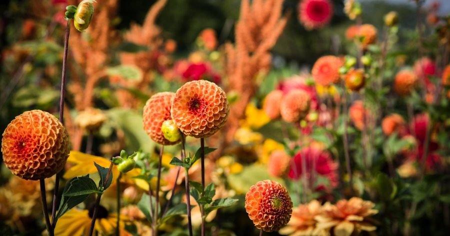 Como cuidar tu jardín en otoño