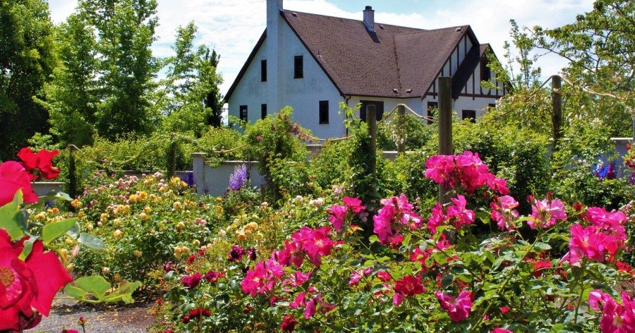 Plantas resistentes al calor para un jardín hermoso y sin complicaciones