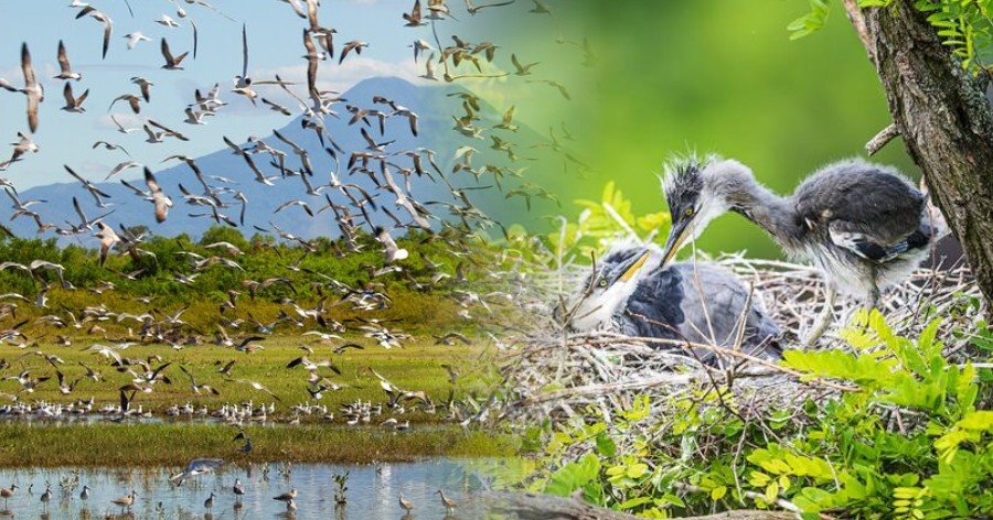 Observación de aves en El Salvador: dónde y cuándo hacerlo