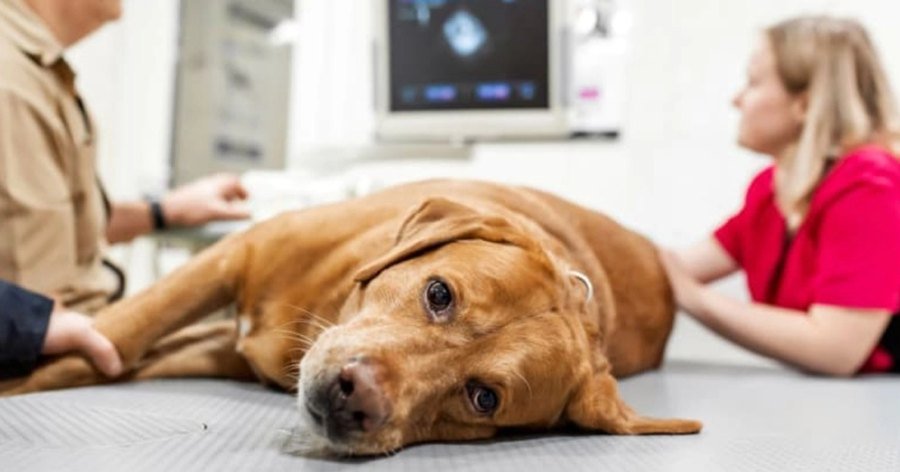 Avances en diagnóstico por imagen: eco Doppler, TAC y resonancia en mascotas