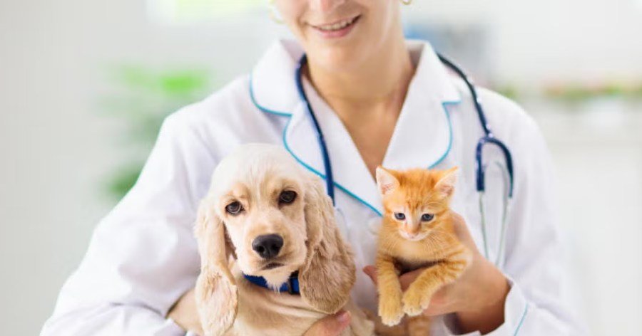 Cómo crear programas integrales de bienestar preventivo en tu veterinaria
