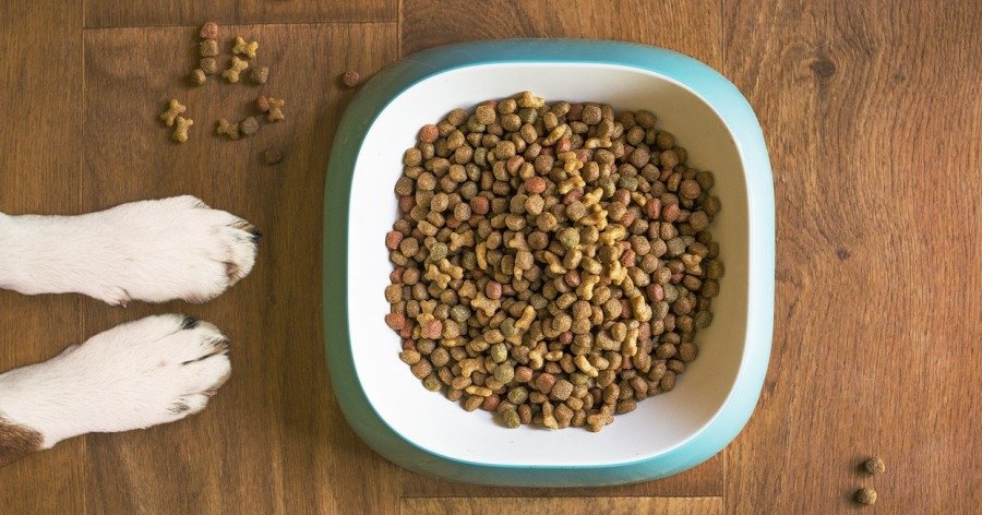 Dietas premium vs. Caseras, en mascotas