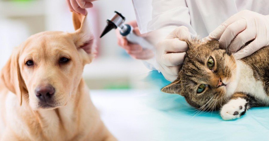 Guía completa de otitis en perros y gatos: diagnóstico y tratamientos