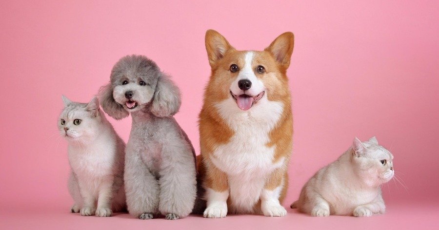 Pruebas genéticas para mascotas: hacia una alimentación y cuidados personalizados