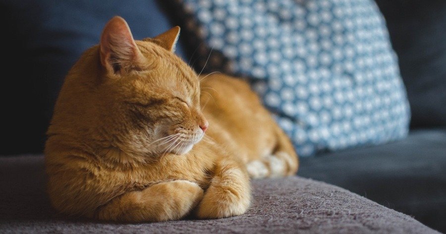 Psicología felina: claves para entender el estrés en gatos