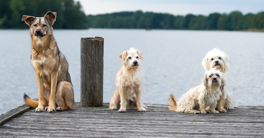 Salud mental en mascotas: señales, diagnóstico y tratamiento