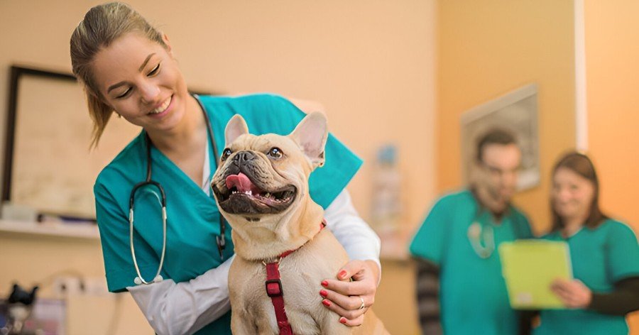 Seguro veterinario: explicación, ventajas y cobertura idea