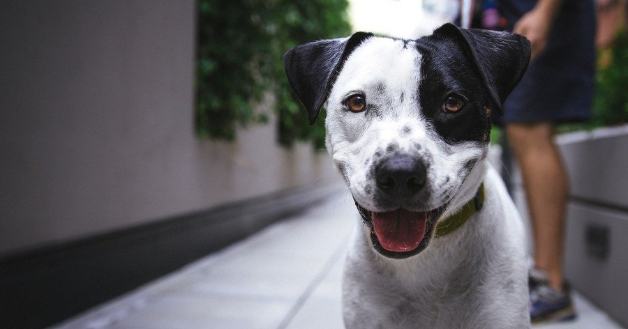 Enriquecer el entorno de tu mascota en casa y clínica