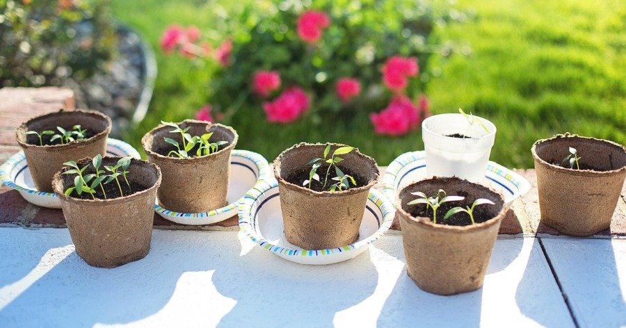 Jardinería orgánica / ecológica / plantas nativas para biodiversidad