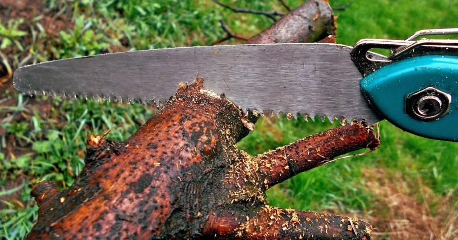 Poda de árboles, arbustos y plantas ornamentales