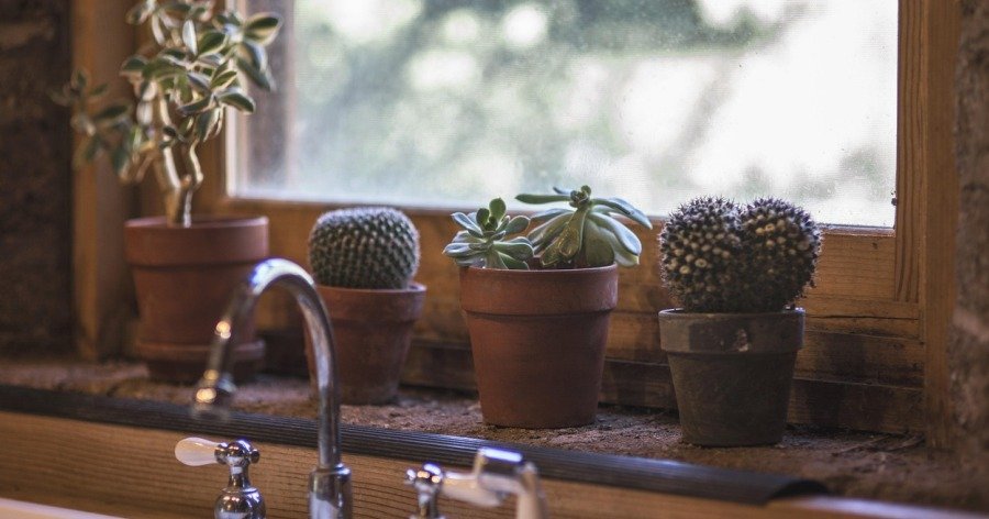Cómo cultivar plantas dentro de casa
